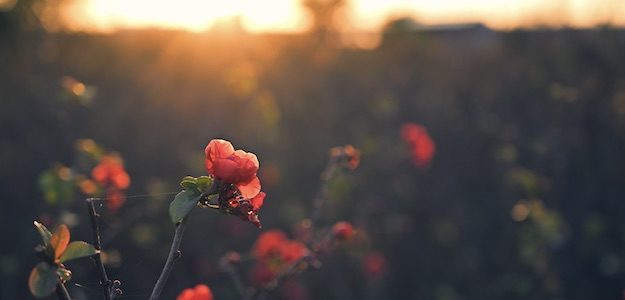 赤いボケの花の写真