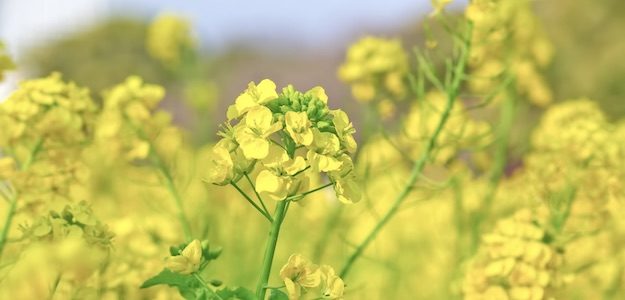 黄色の菜の花の写真