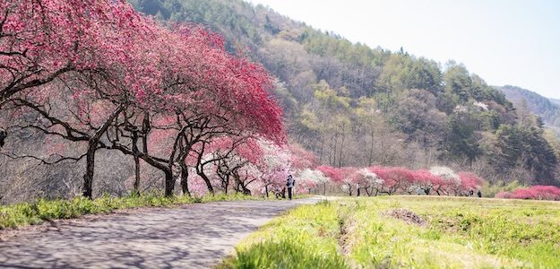 桜が連なる道の写真