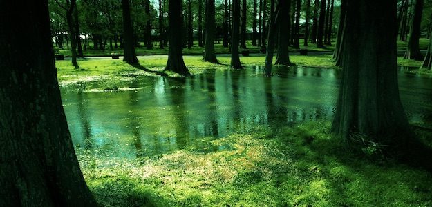 公園の池の写真