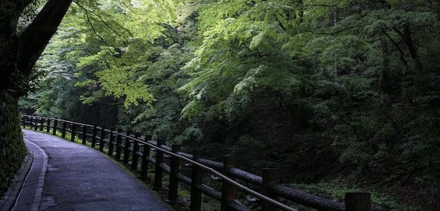 新緑と歩道の写真