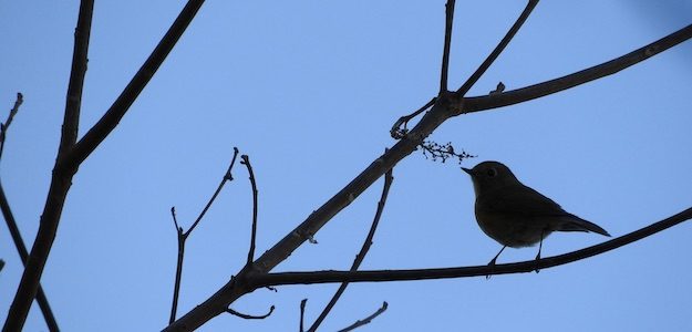 木の枝に留まる鳥の写真