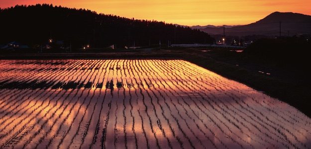 夕暮れの田んぼの写真