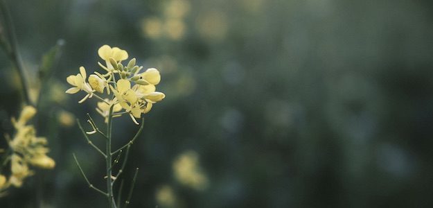 菜の花の写真