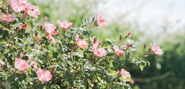 ピンクの花の写真