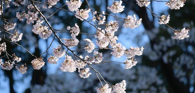 桜の写真