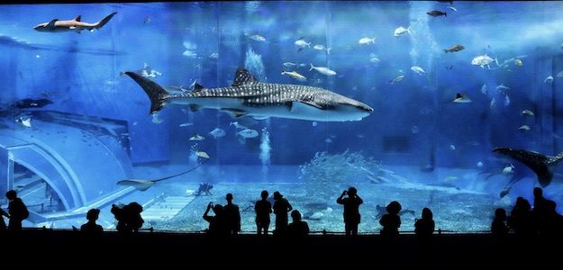 水族館の巨大水槽の写真