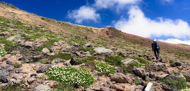 山と白い高山植物の写真