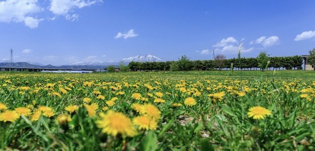 黄色のたんぽぽと青空の写真