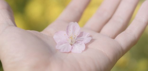 手のひらの上の桜の花の写真