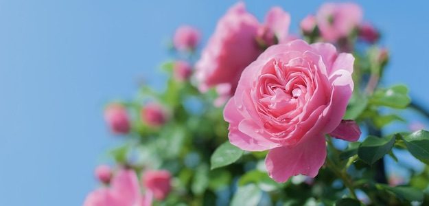 ピンクの薔薇の花の写真