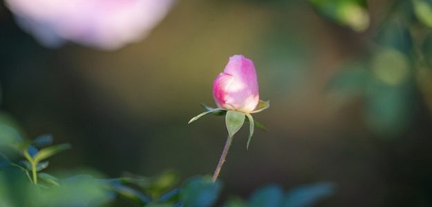 ピンクの薔薇の花の蕾の写真