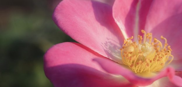 ピンクの花の写真