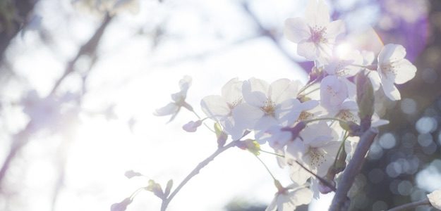 日差しを浴びる桜の写真