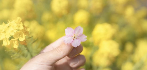 桜の花を持つ手の写真