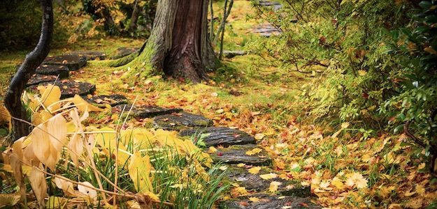 紅葉の落ちる道の写真