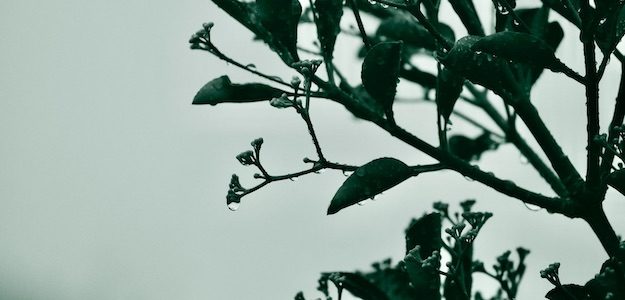 雨に濡れる植物の写真