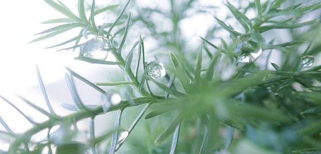 植物と水滴の写真