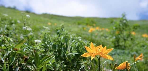 オレンジの花の写真