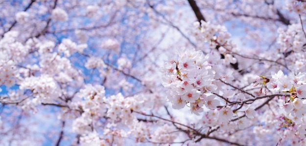 桜の写真