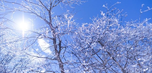 凍った木の枝と青空の写真