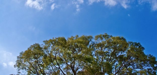 大樹と青空の写真