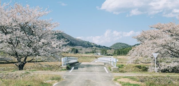 桜のある道の写真