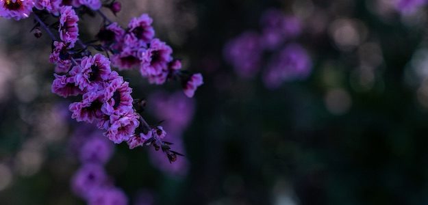 ピンクの花の写真