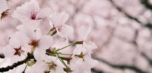 桜の写真