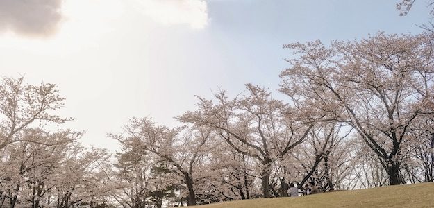 桜並木の写真