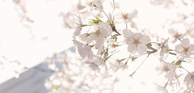 日差しを受ける桜の写真