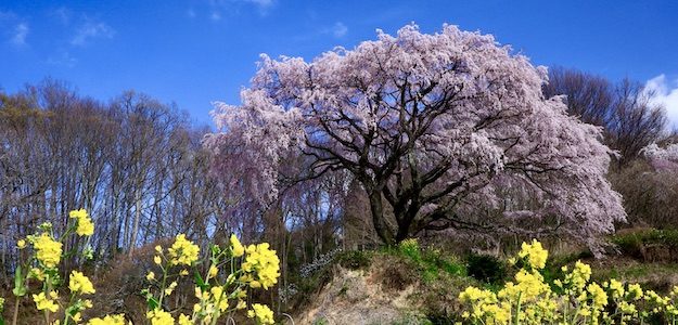 桜と菜の花の写真