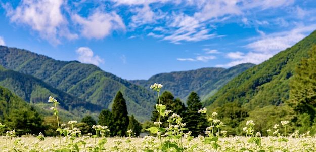 白い花と青空の写真