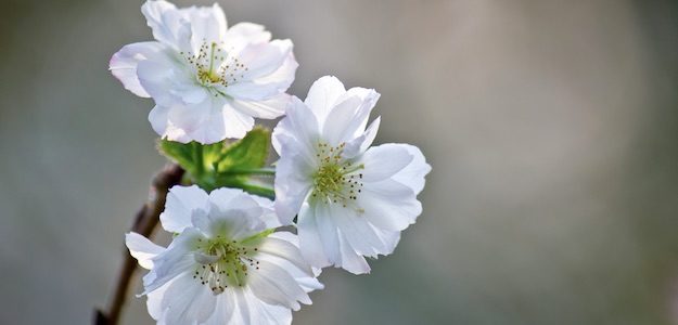 桜の写真