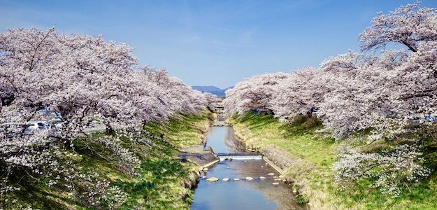 桜並木と川の写真