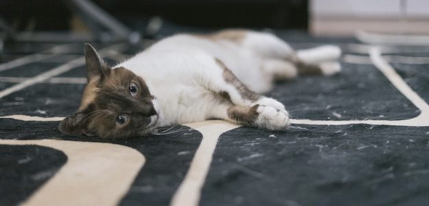 寝転ぶ猫の写真