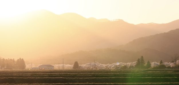 夕暮れの桜並木の写真