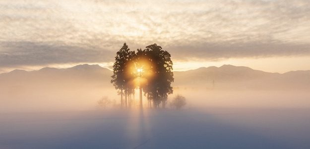 朝霧の中に浮かび上がる木の写真