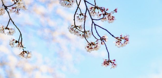 桜の写真