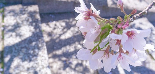 石段と桜の写真