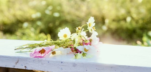 コスモスの花束の写真