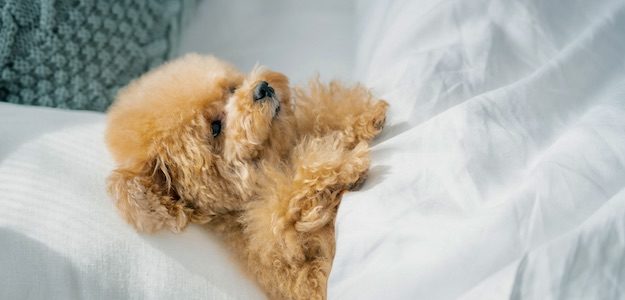 ベッドで寝る犬の写真