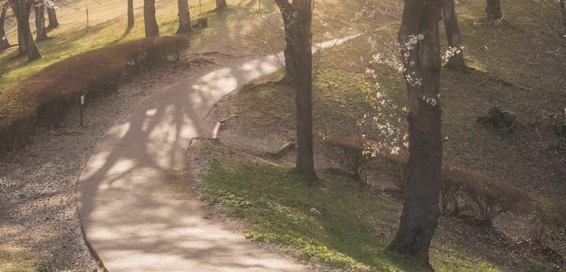 ひだまりの並木道の写真