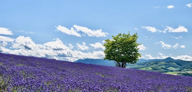 ラベンダー畑と一本の木の写真