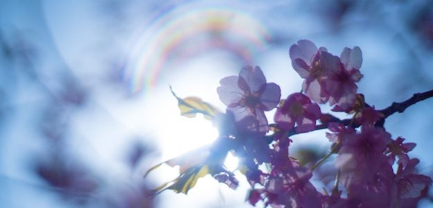 日差しを受ける桜の写真