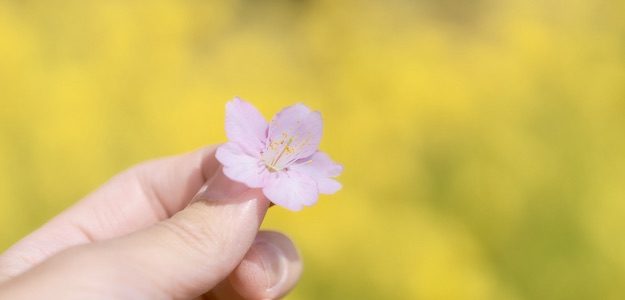 桜の花を持つ手の写真