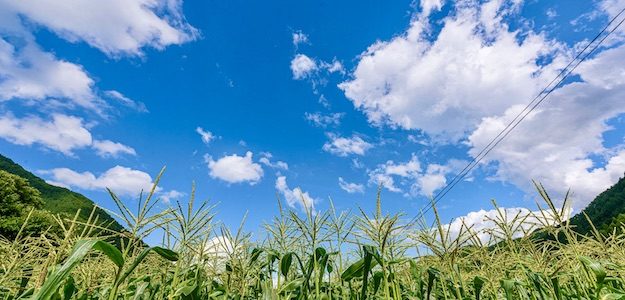 とうもろこし畑と青空の写真