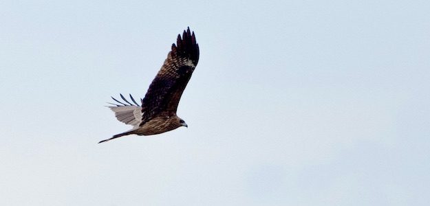 羽ばたく鳥の写真