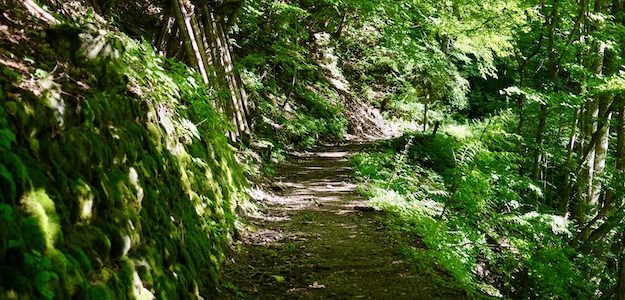 登山道の写真