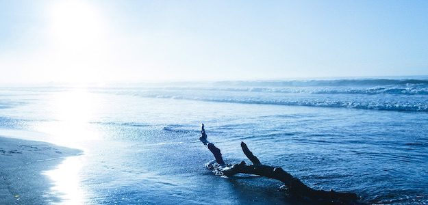 流木と海の写真